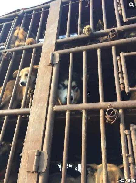 高速上拦截运狗车被撞 寻狗志愿者3人受伤