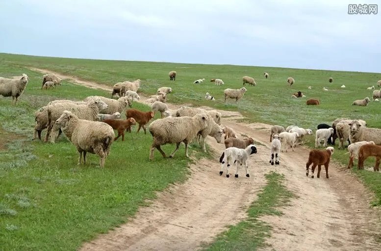 日本推出租羊吃草业务 既环保又廉价的除草业务诞生