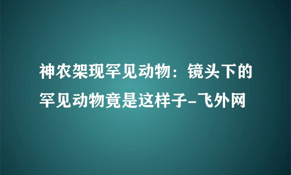 神农架现罕见动物：镜头下的罕见动物竟是这样子-飞外网