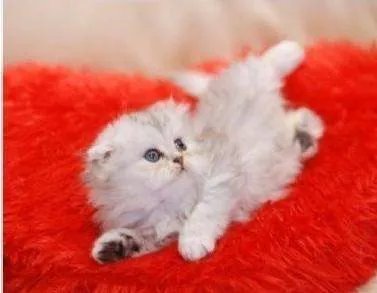 小猫为何困高架桥两年？