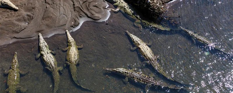 鳄鱼的眼泪是什么意思