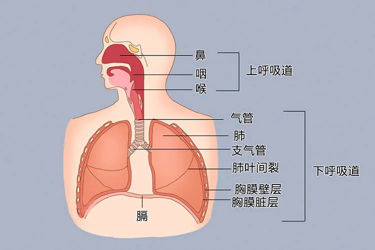 下呼吸道是指什么部位