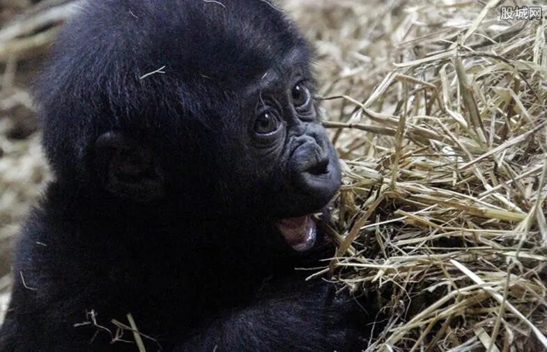 景区回应饲养员膝盖暴击猩猩：开除 虐待动物心理扭曲