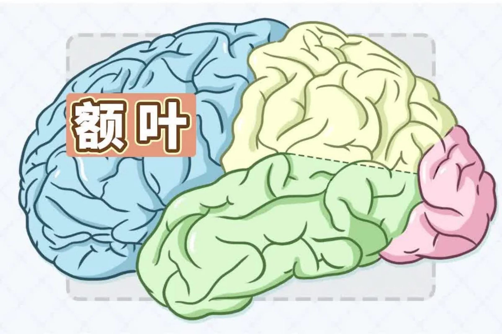 额叶是什么部位