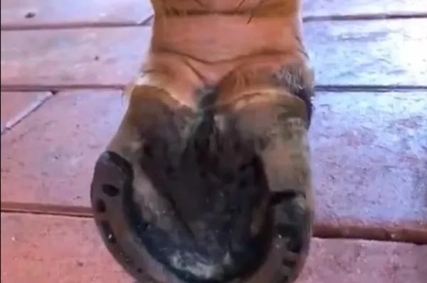 救男孩的两匹马病危,它们做了什么?