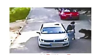 虎伤人视频首曝光 画面残忍被咬者20分钟才获救
