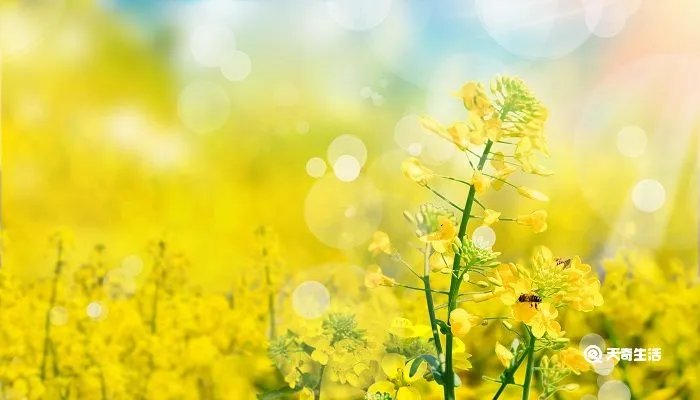 天涯何处无芳草下一句