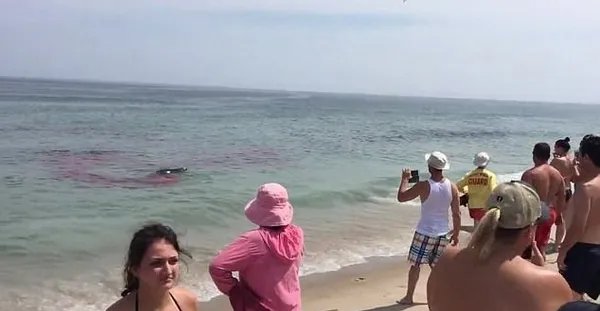 冲浪者遇鲨鱼逃生了吗？