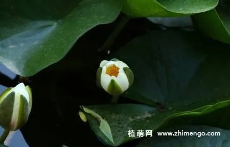 17张睡莲（子午莲）图片