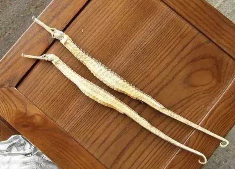 海龙的功效与作用