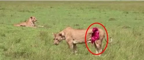 母狮被水牛顶伤:下幕让人感慨（组图）