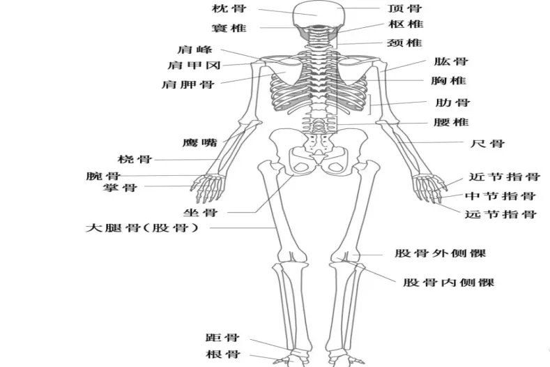 人体解剖图骨骼图