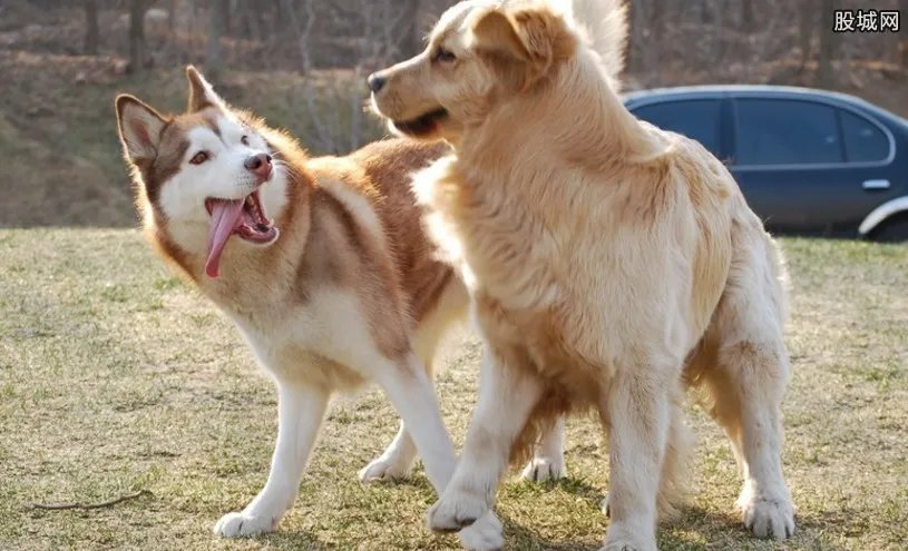 小伙给宠物送外卖 给宠物制作营养餐年收入30万