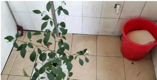 河南一高校宿舍长出2米红薯藤,它是从哪里来的?