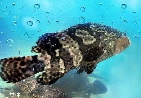 龙趸鱼的营养价值 龙趸鱼多少钱一斤2018