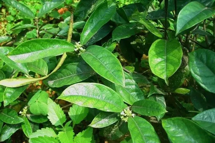 巴戟天高清图片大全