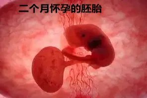 二个月怀孕图片