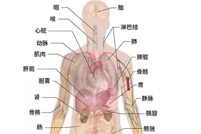 人体结构图肾的位置