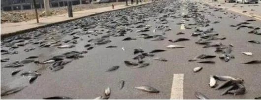 下暴雨时落下一路的鱼 村民都看傻了!(组图)