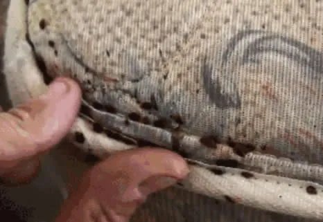 女子浑身瘙痒难忍 掀床单惊呆!