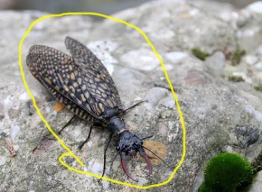 四川青城山惊现最大水生昆虫：世界最大（图）