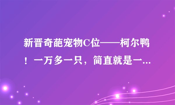 新晋奇葩宠物C位——柯尔鸭！一万多一只，简直就是一斤千金呀！