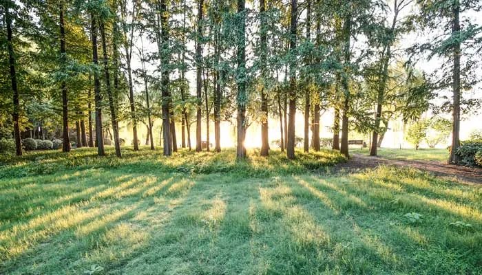 三人不抱树的意思是什么