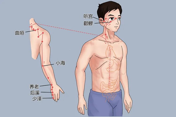 十二经络图及走向图