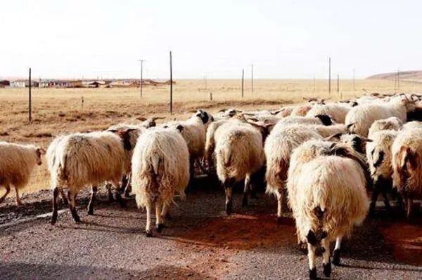 3万只羊进入隔离区,为何无人看管?