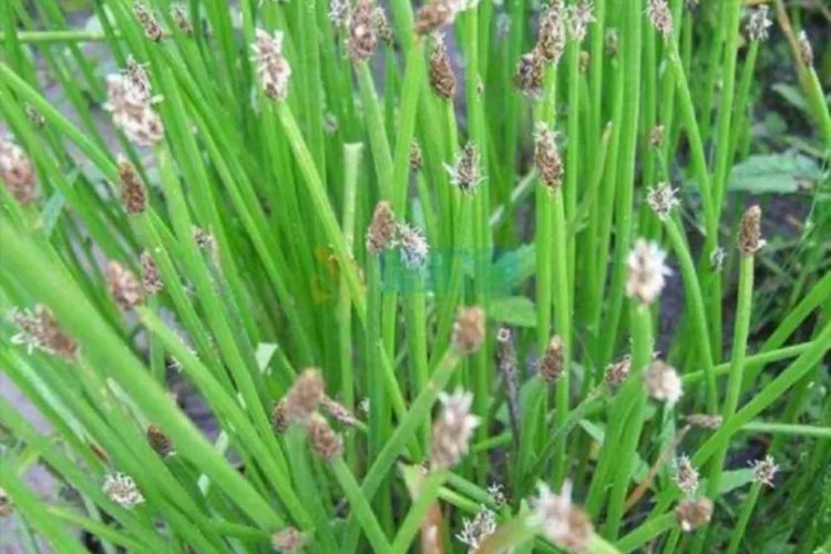 马蹄图片和功效