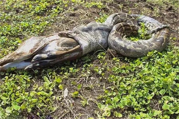 兴义蛇吃人是真的吗 传说贵州兴义出现巨蟒吃掉小女孩