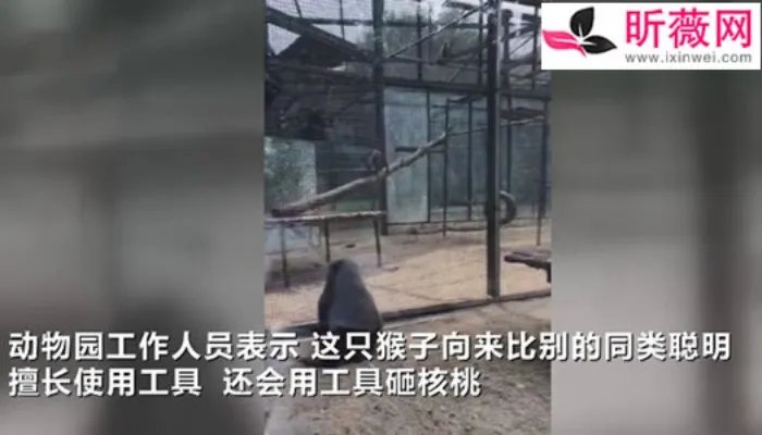 动物园猴子砸玻璃怎么回事：画面还原事发经过及结果