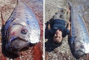 白龙王鱼图片是什么样的 这么恐怖的鱼能吃吗