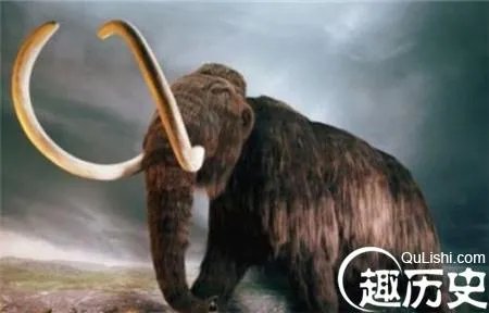猛犸象