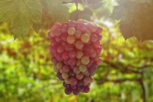 价值千万科研玉米被偷摘是是怎么回事？什么玉米价值这么高