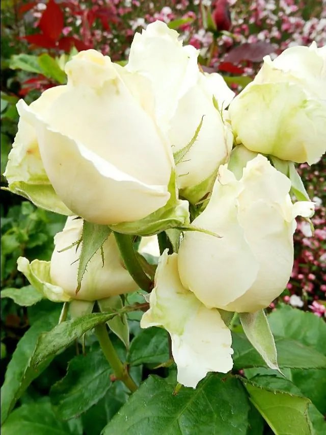 在一起快三个月，你一直不确定他是不是喜欢你，很痛苦，要怎么办才好？