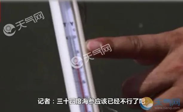 大连海参被热死 每天死2000斤辽宁局地破40℃