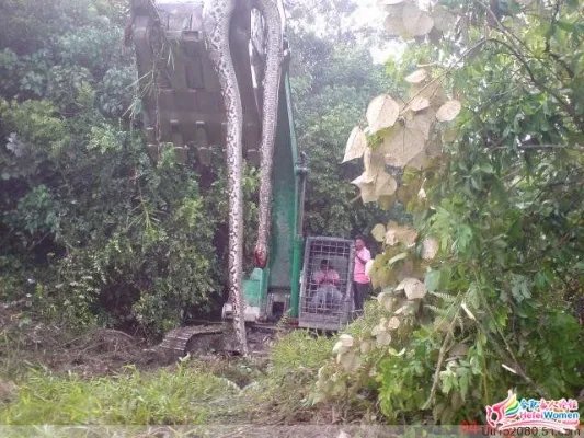 桂平西山附近一座山挖出140岁蛇精 16米长 挖掘工人死亡 有图有真相是真的吗