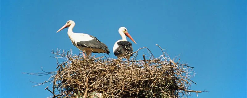 鹳怎么读 鹳的读音是什么