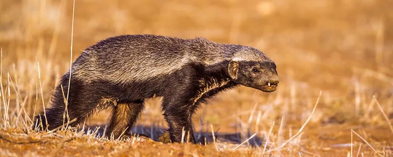 平头哥是什么动物 平头哥是什么