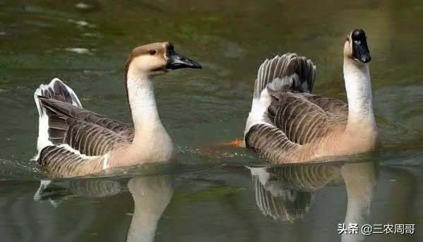 杂交鹅三个月有多大？