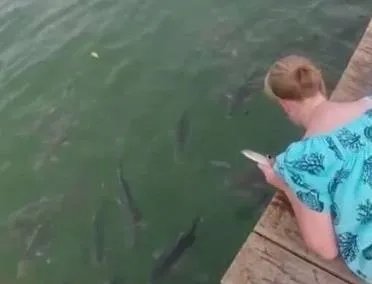 女子在河边喂鱼 下一幕让她傻眼（图）