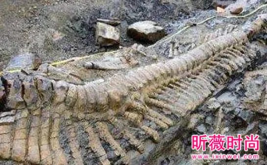 两兄弟挖出古墓 竟藏千年龙脉（图）