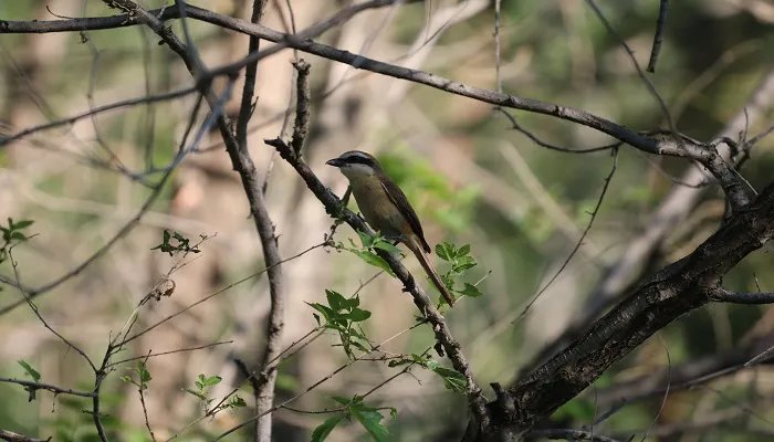 益鸟有哪些 益鸟有哪几种