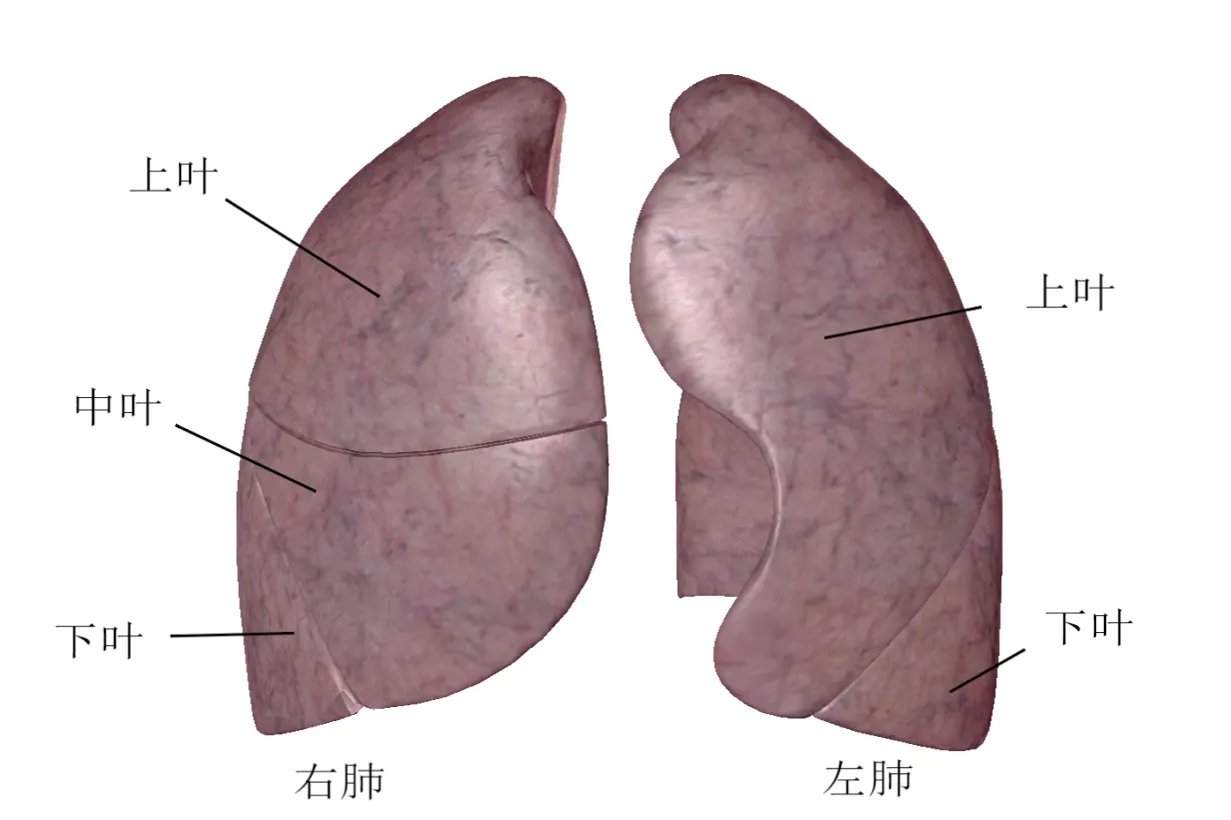 肺图片人体位置示意图