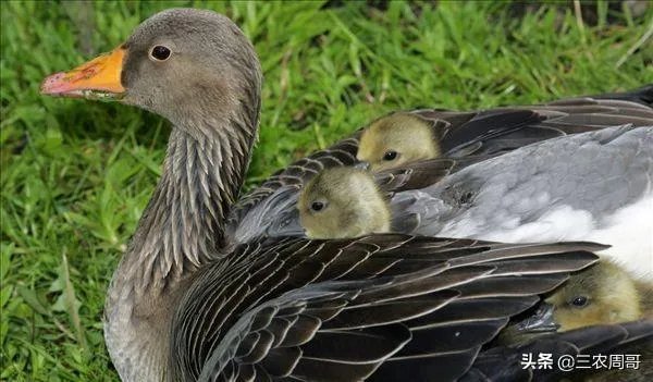 杂交鹅三个月有多大？