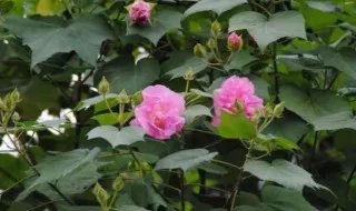 芙蓉树种植    芙蓉树怎么样种植