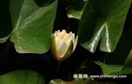 17张睡莲（子午莲）图片