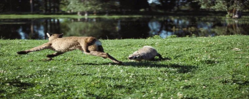 平头哥是什么动物