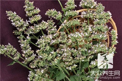 荆芥的吃法大全